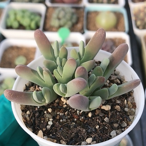 多肉肉锥 小白鲨