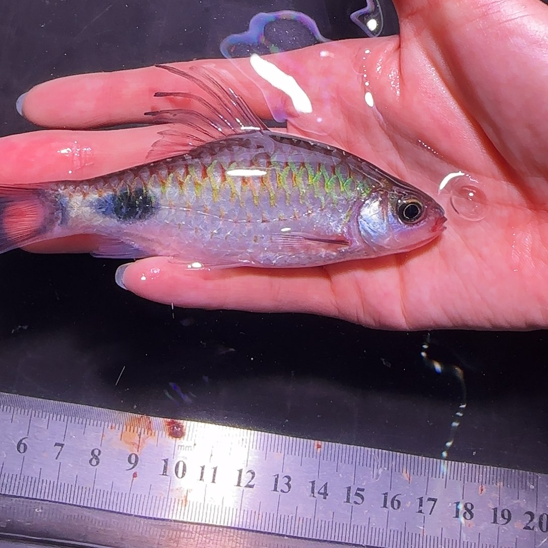 海水鱼纯净版克里191919