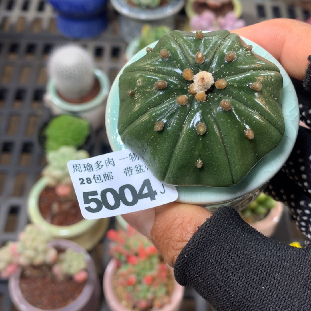 精控多肉植物5004