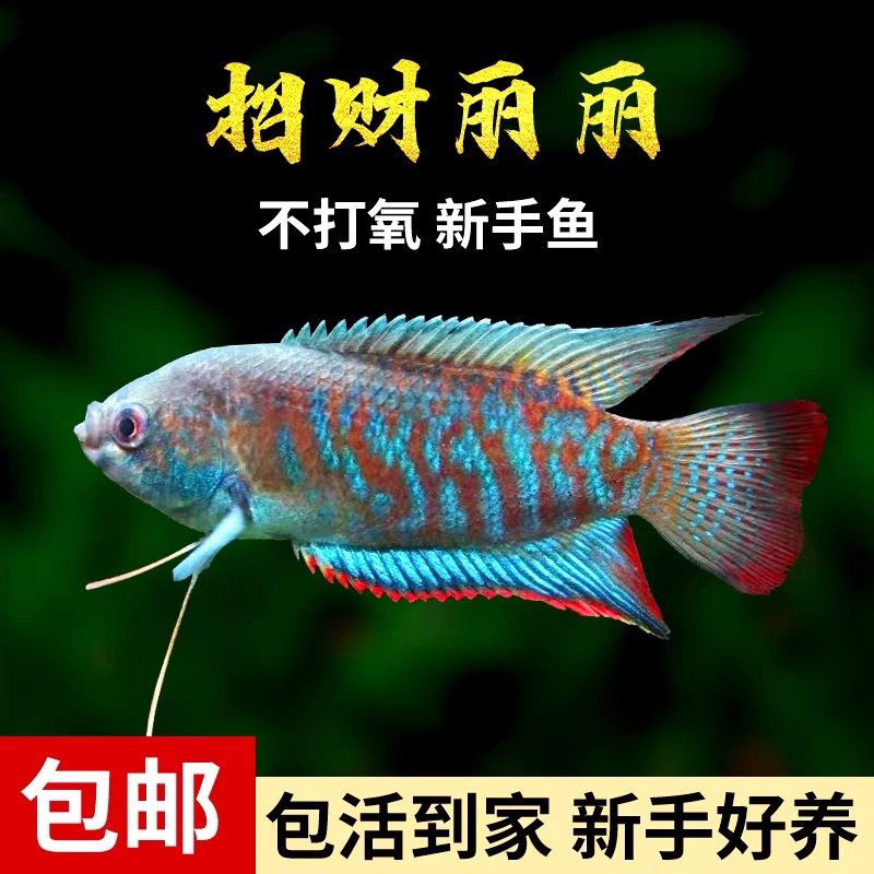 招财丽丽鱼泰国斗鱼热带冷水观赏鱼小型淡水新手不打氧好养耐活鱼