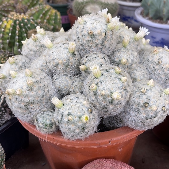 仙人球开花仙人球上