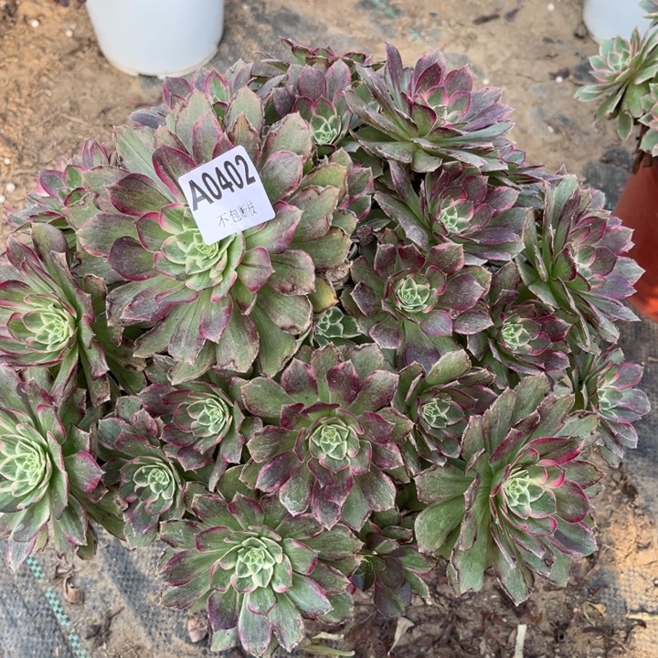 402 莲花多肉法师不包断枝