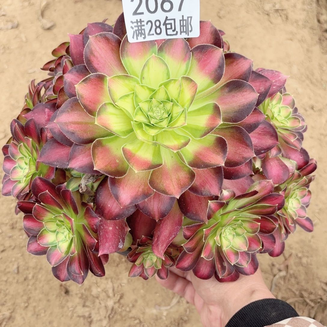 2067韶华多肉11111