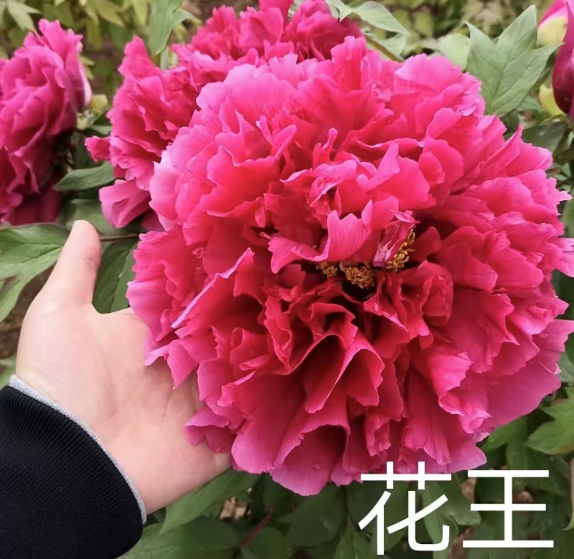 (花王)盆栽牡丹大花重瓣庭院室内好养花卉绿植基地直发