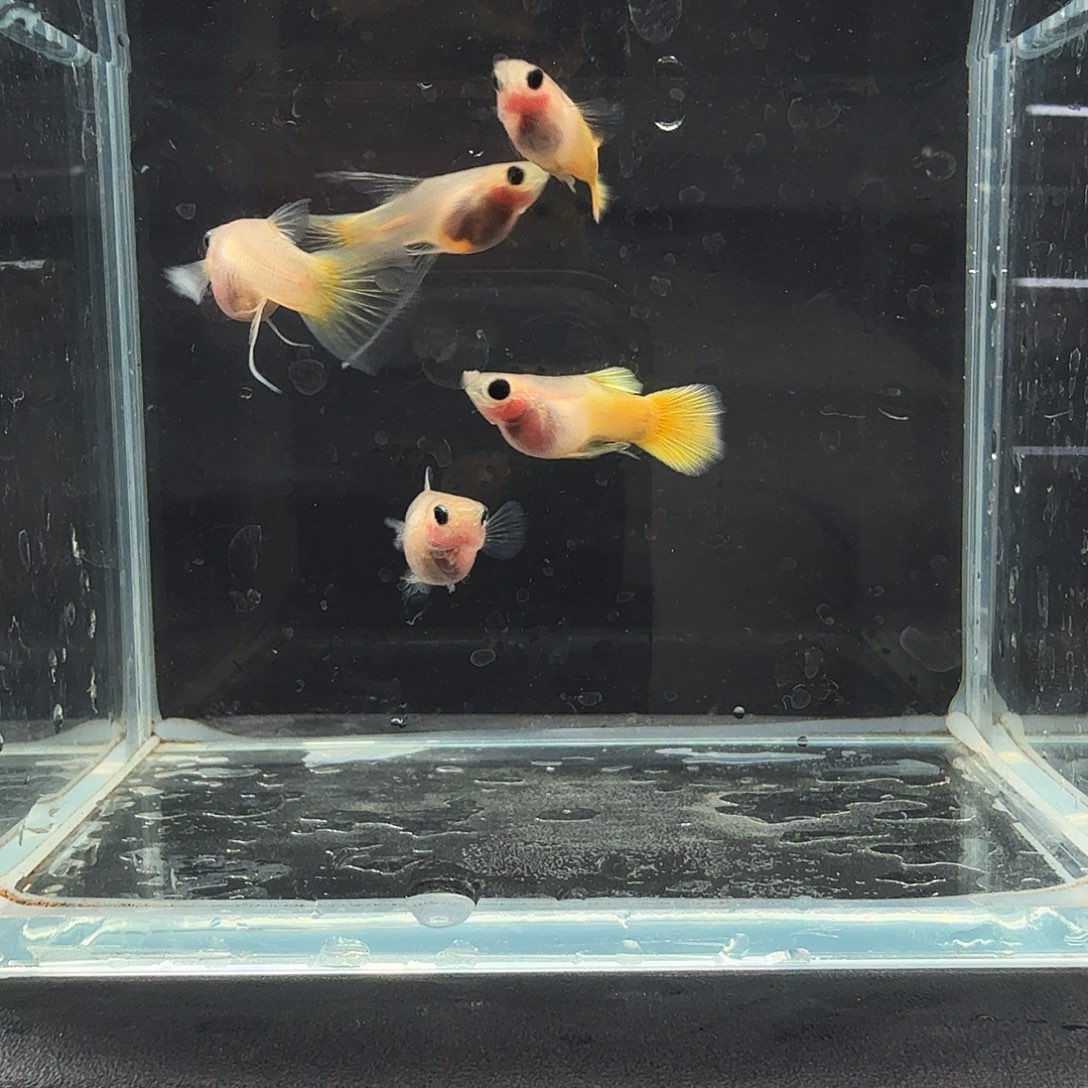 孔雀鱼黄金玻璃猫大C两对