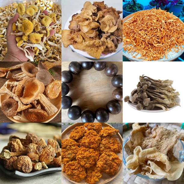 【A静静收山货】90号达菇45g起