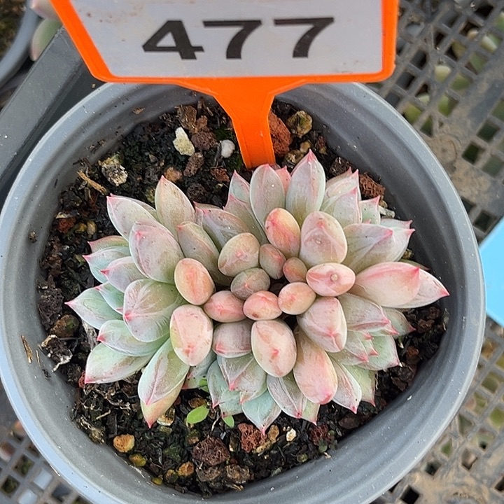 多肉植物白泽美人477