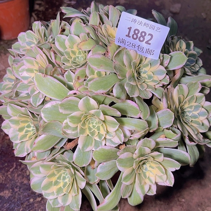 1882迈巴赫多肉植物2号