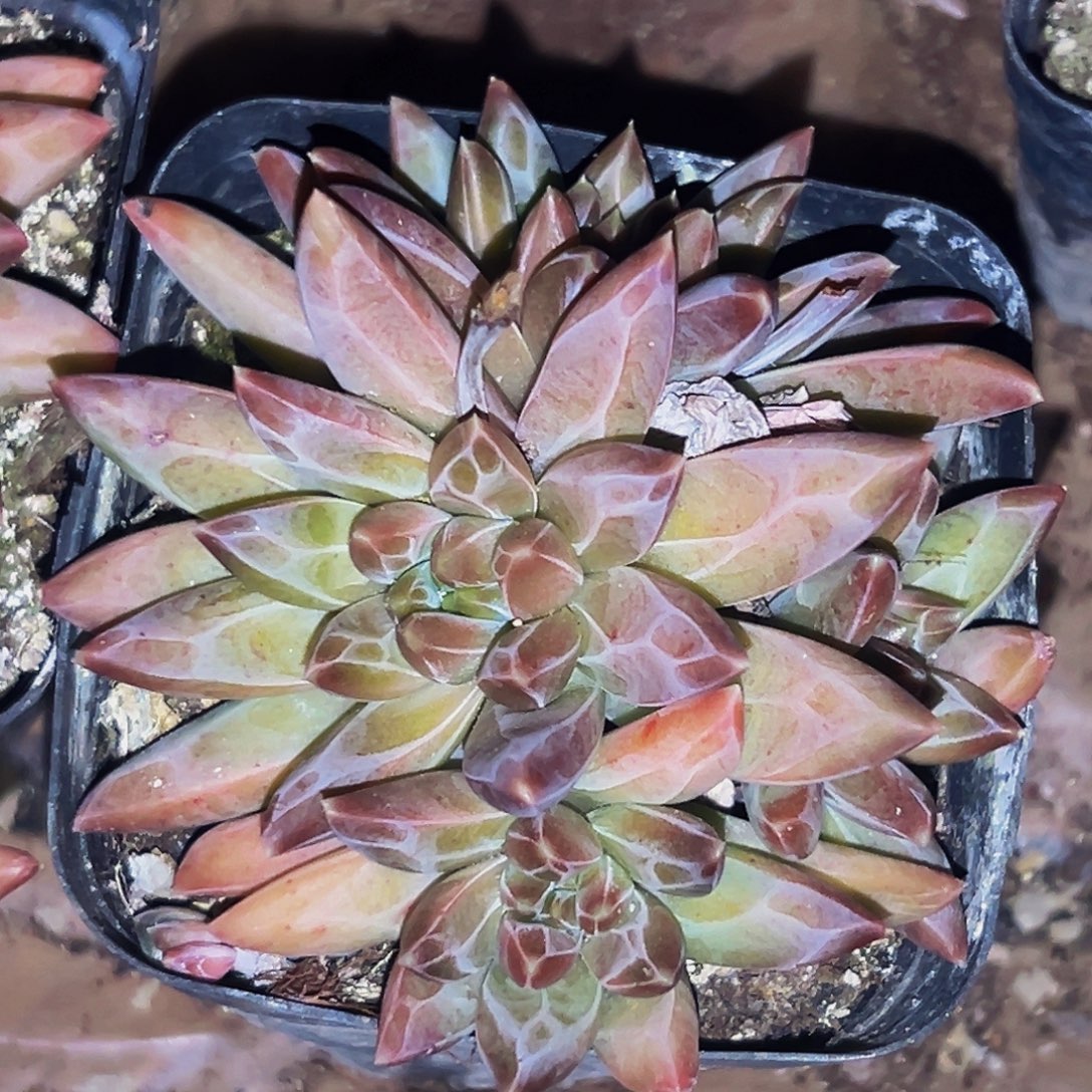 桔云多肉美人精品系列