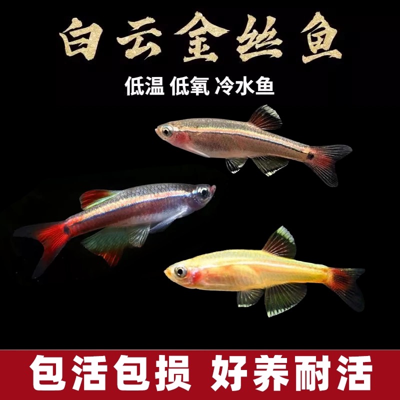 白云金丝鱼斑马鱼冷水鱼灯鱼小型鱼原生鱼红尾灯科鱼不加温观赏鱼