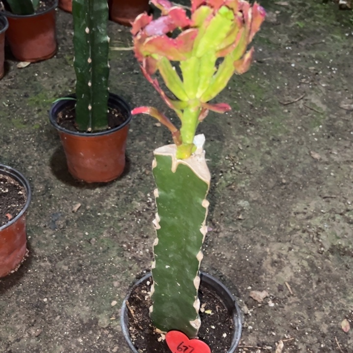 感***}当前无花栽培后可以开花083  677