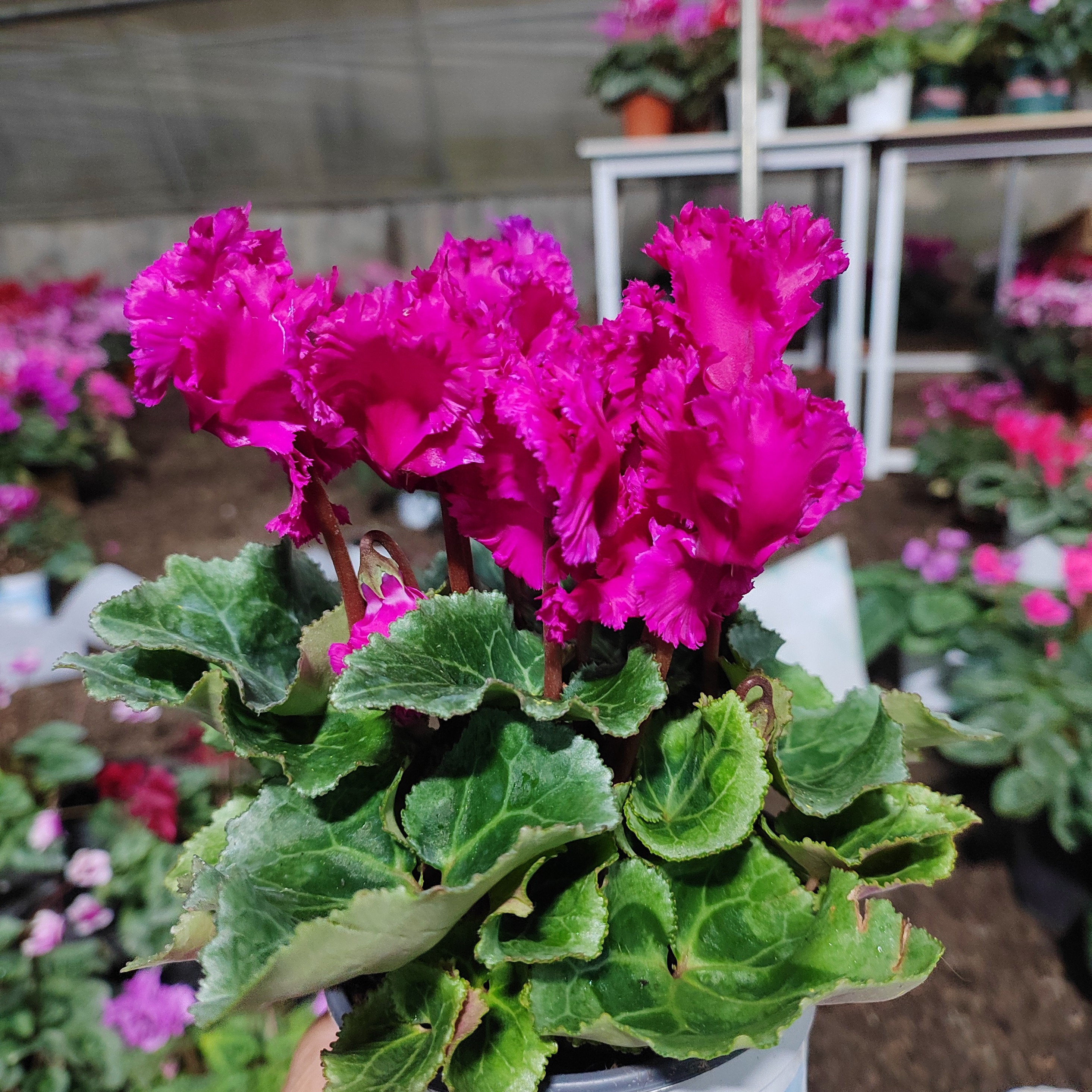 稀有品种60号妖精四色红，紫，玖红，粉4色11厘米盆径小棵型好养活