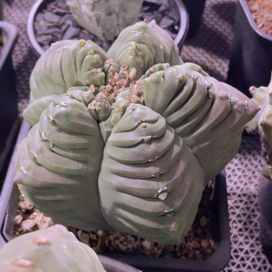 068实生根大裂纹龟甲鸾凤玉，15