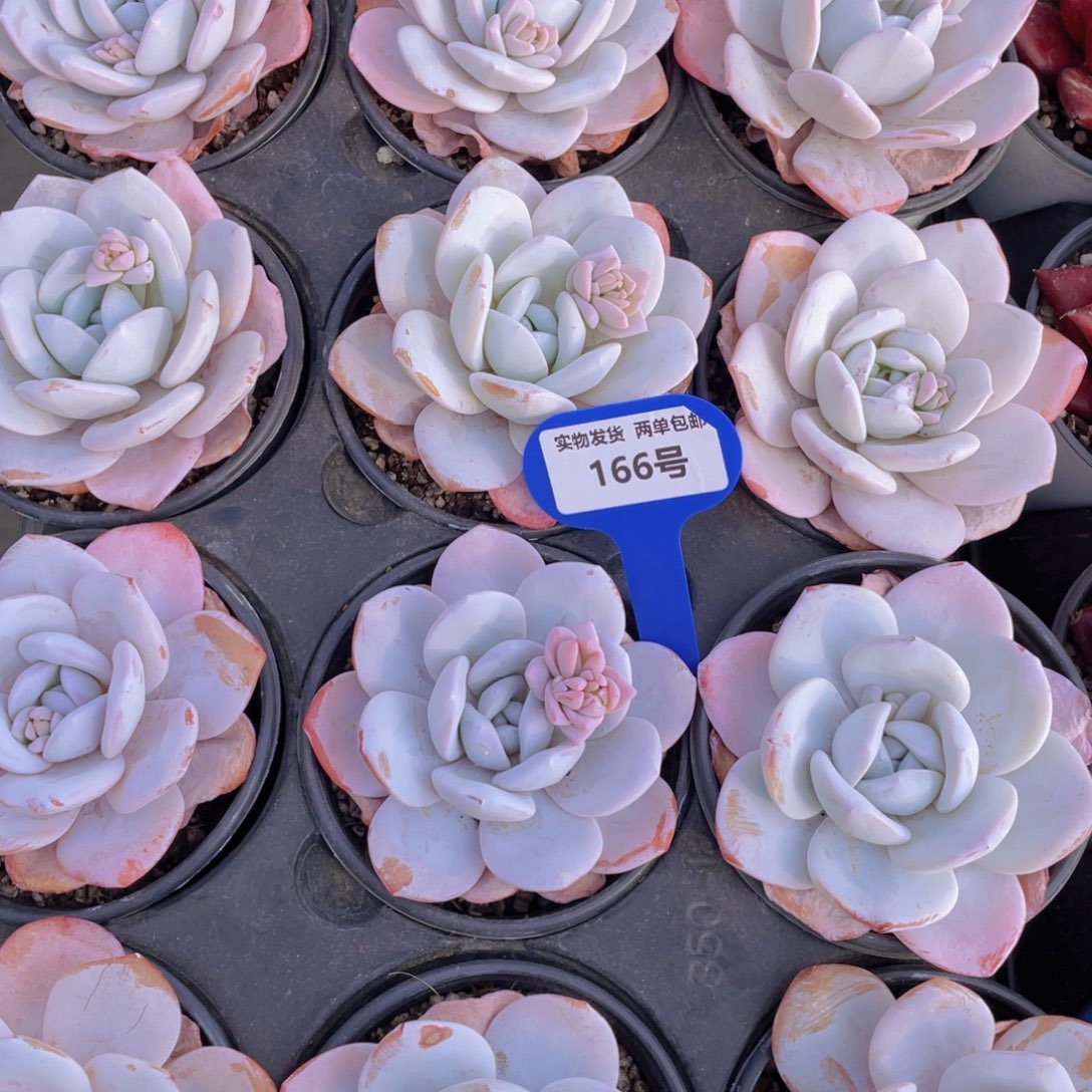 166号宽叶丸叶雪莲母本大单头一个