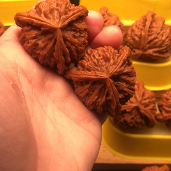 核桃核桃核桃核桃核桃