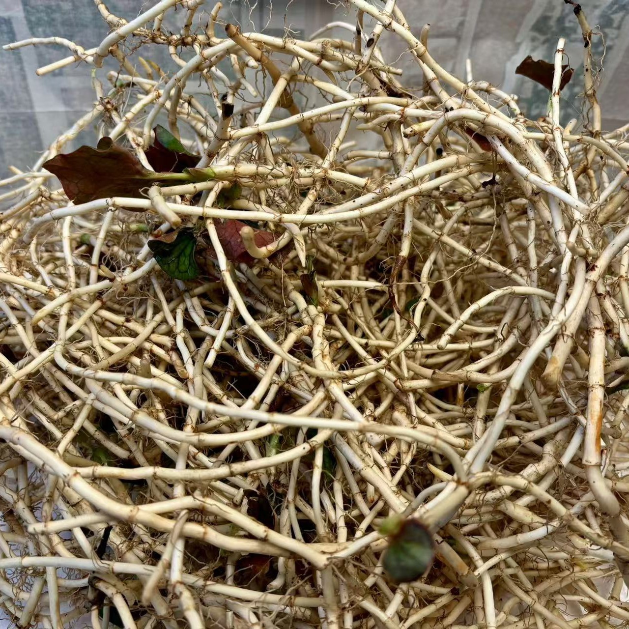 折耳根.嫩根带嫩叶现采现发今天拍明天到，仅限川渝