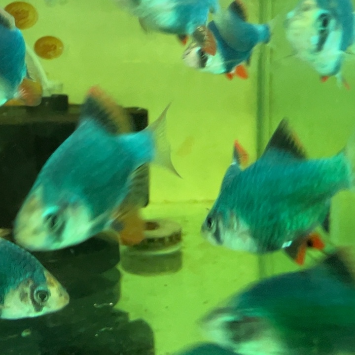 虎皮鱼复古绿变色5条