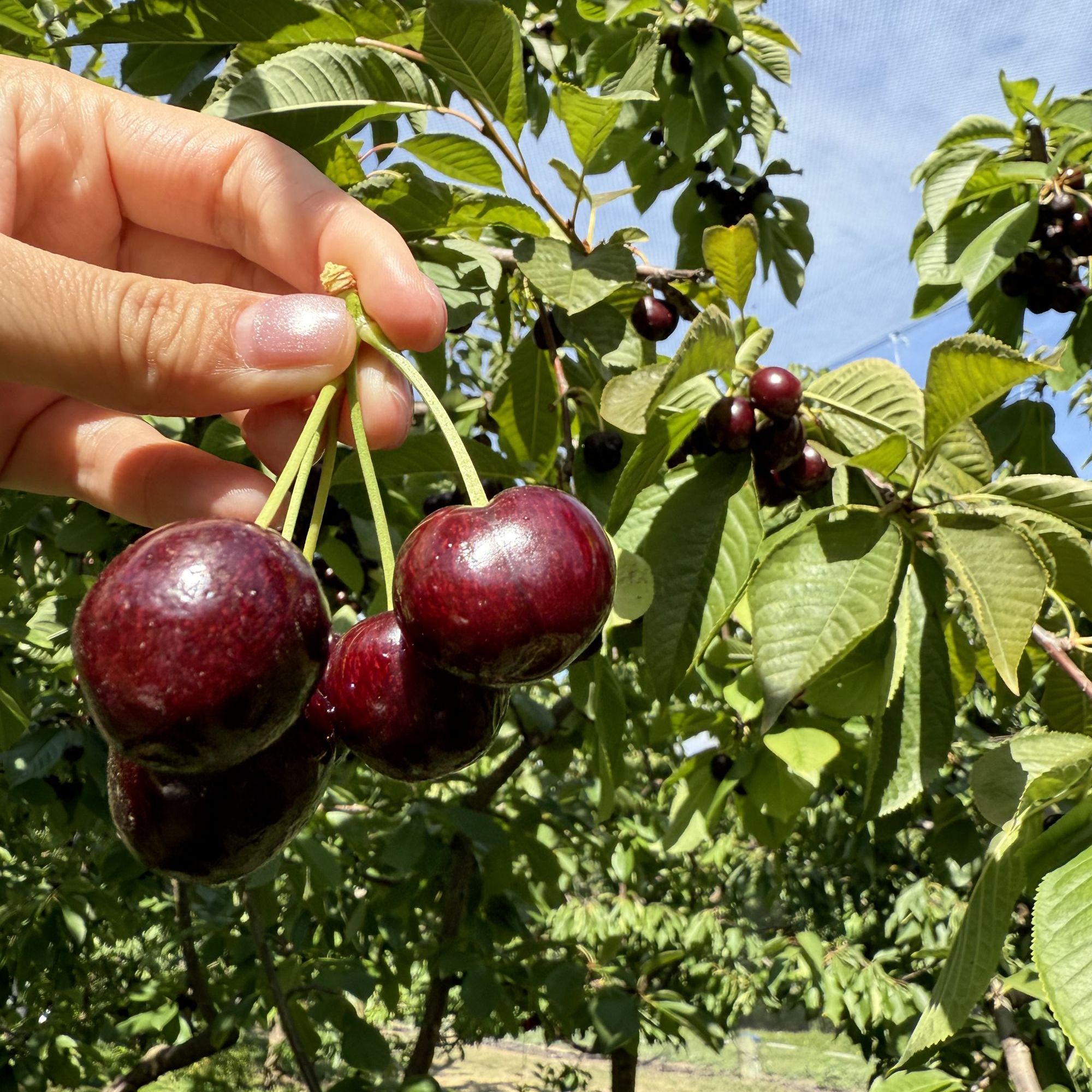车厘子树苗南方北方都可种植一物一拍