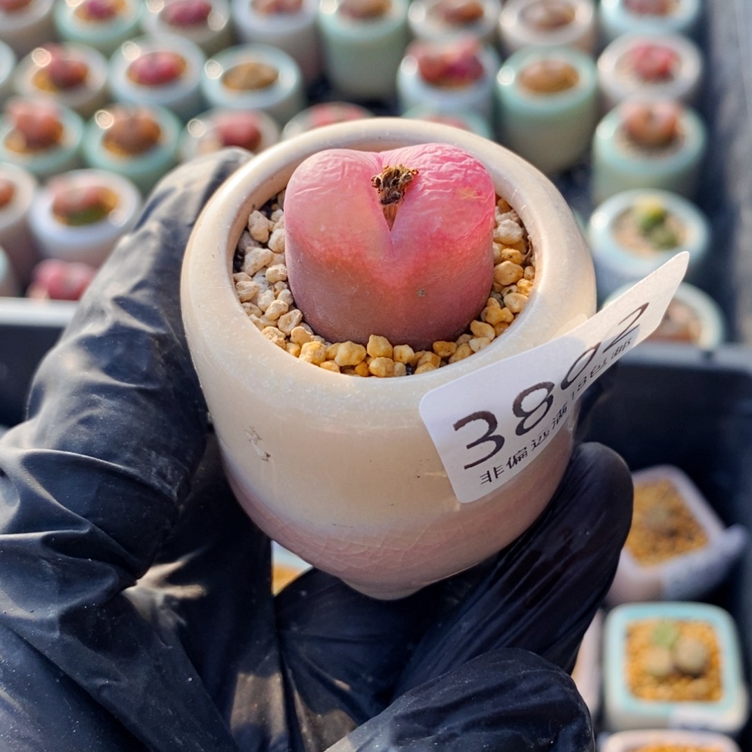 蔡*宝3802--一物一拍 带盆