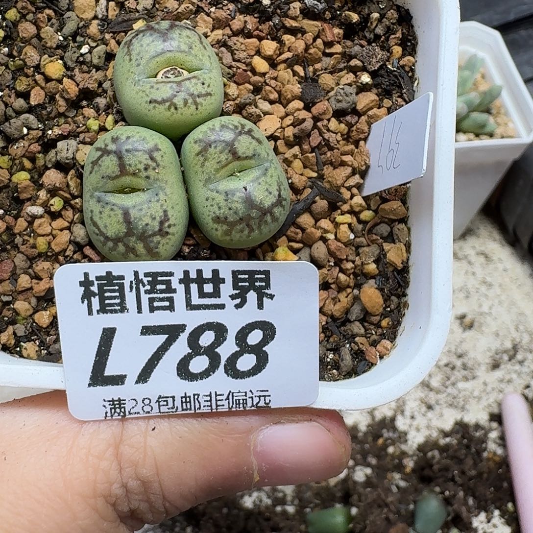 多肉植物的人生gbb