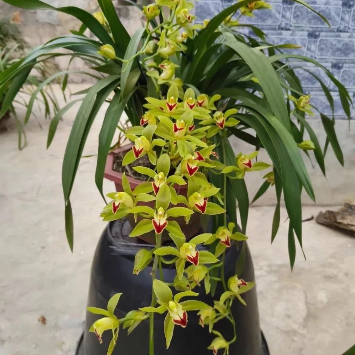浓香型虎头兰室内盆栽花卉适合阳台客厅四季可养的兰花