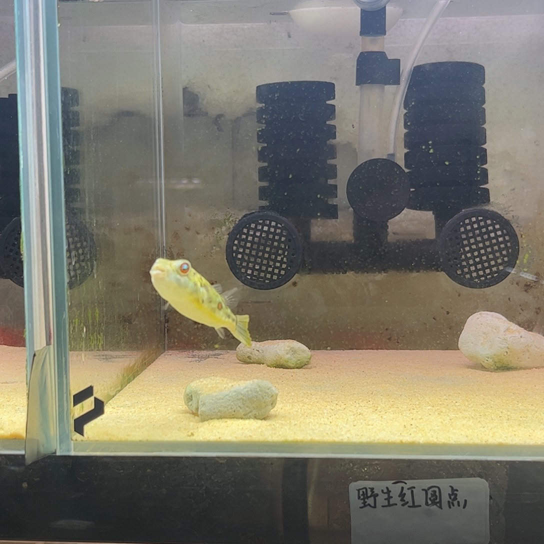 海水鱼野生红圆点