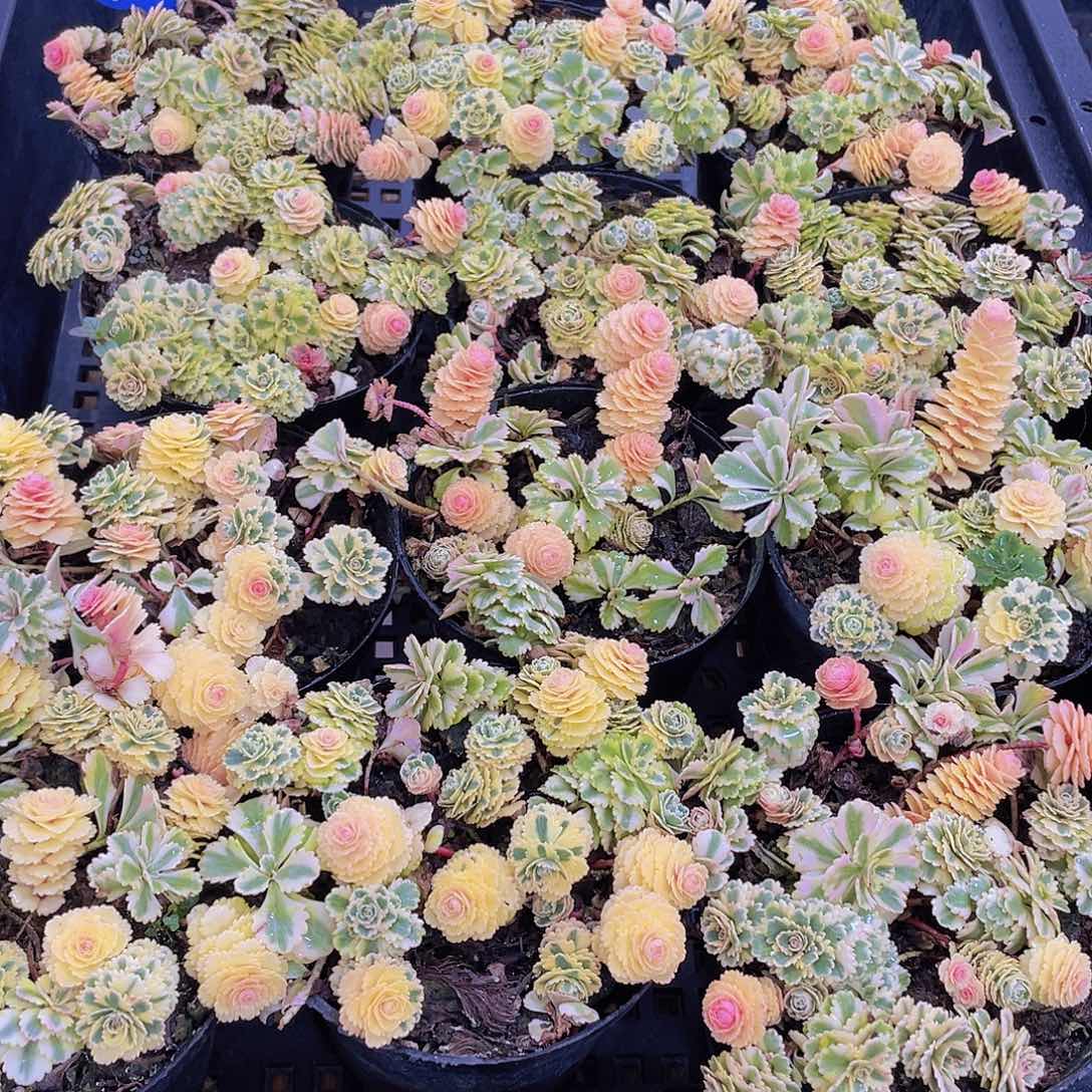 量拍77号 亚特兰蒂斯锦一盆