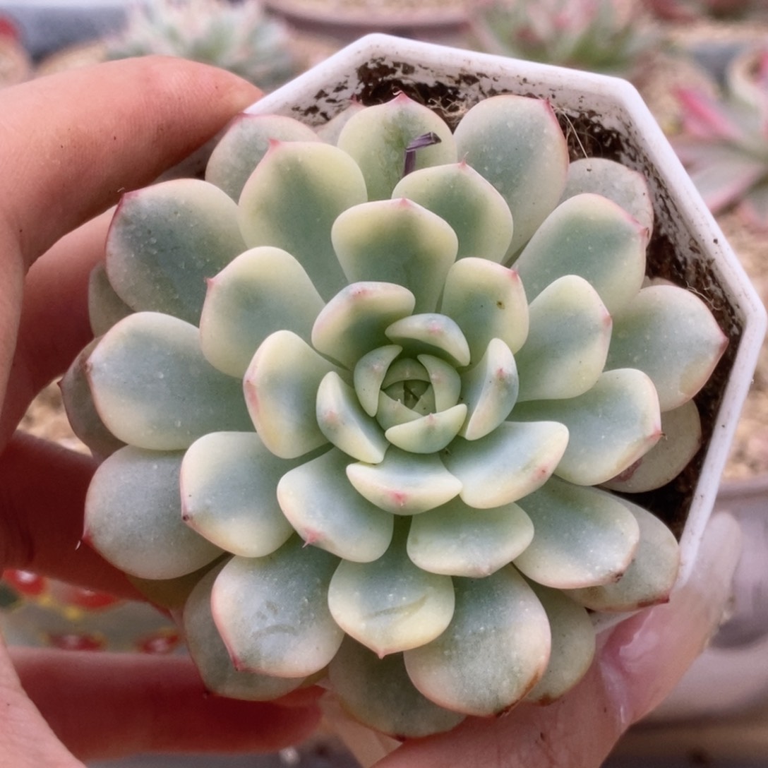 22姬莲锦锦锦锦锦锦锦