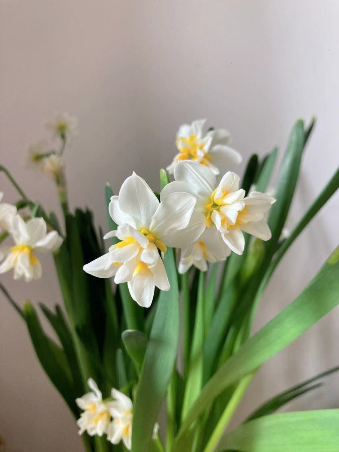 漳州正宗水仙花漳州水仙花球室内花卉