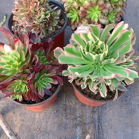 107法师4棵多肉植物