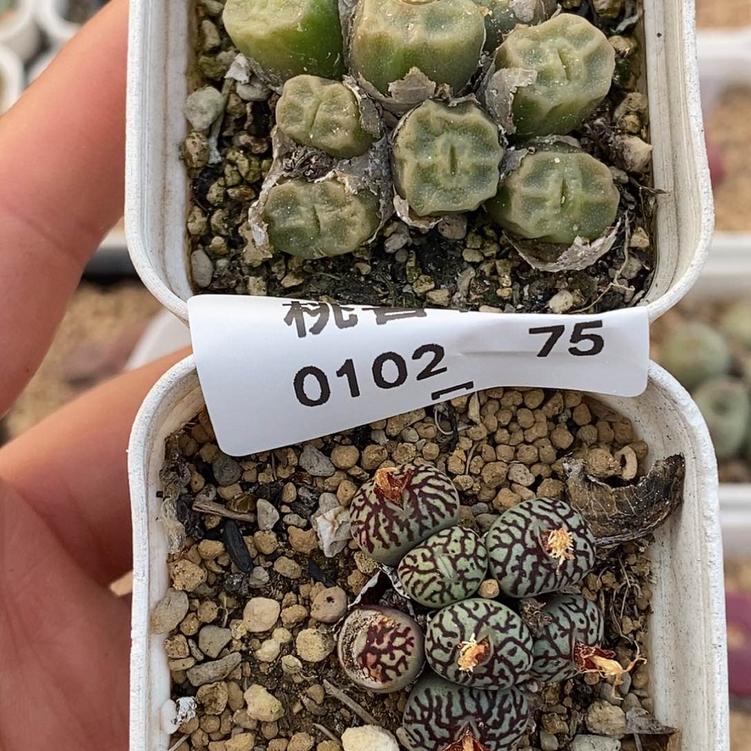 102-75-组合88折。    