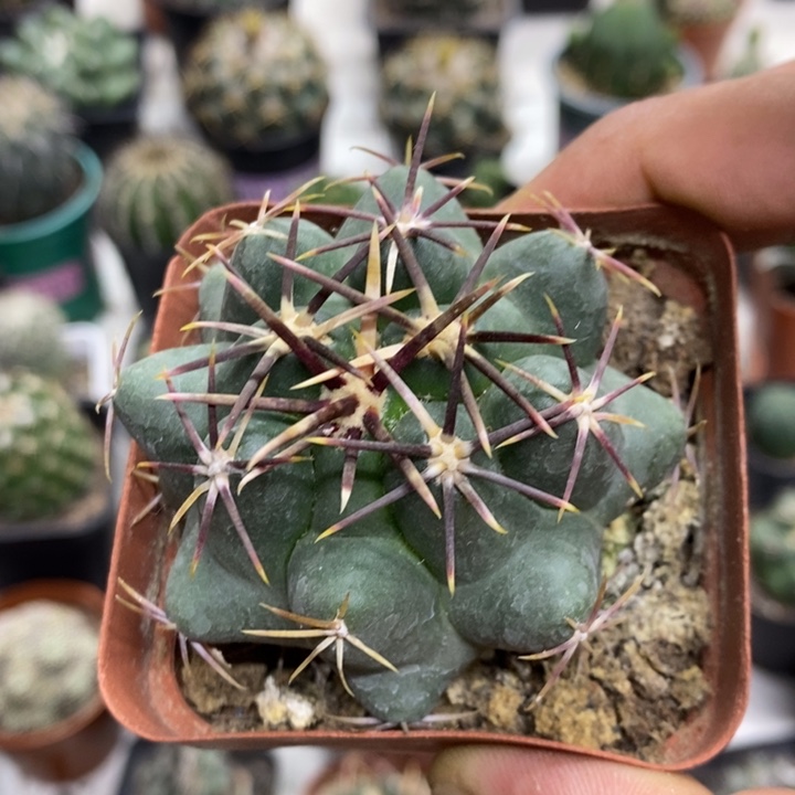 实生大红鹰特价福利