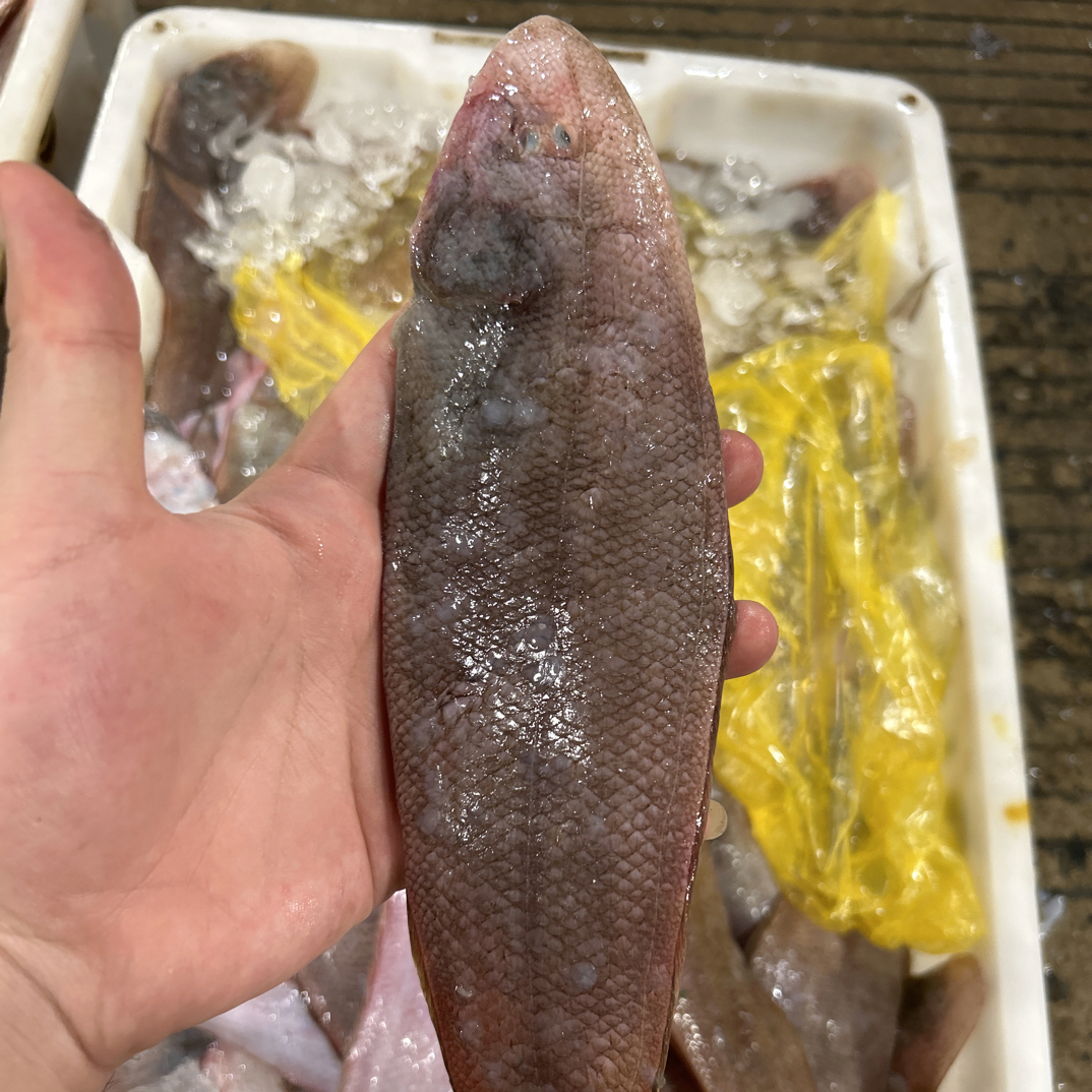 【龙力鱼4斤】东海野生龙力鱼鞋垫鱼新鲜海鲜