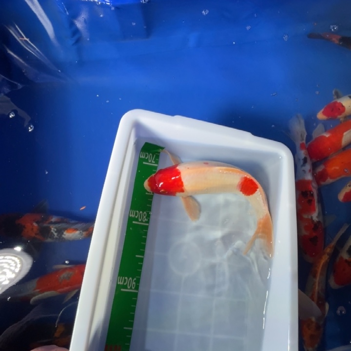 锦鲤锦鲤红白三色