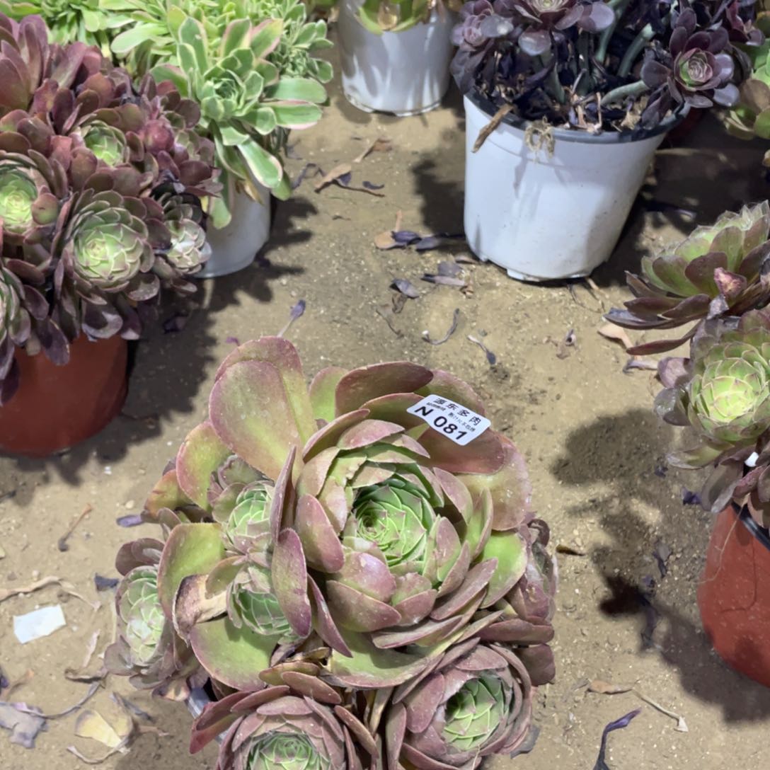 081万圣节多肉法师断枝不包