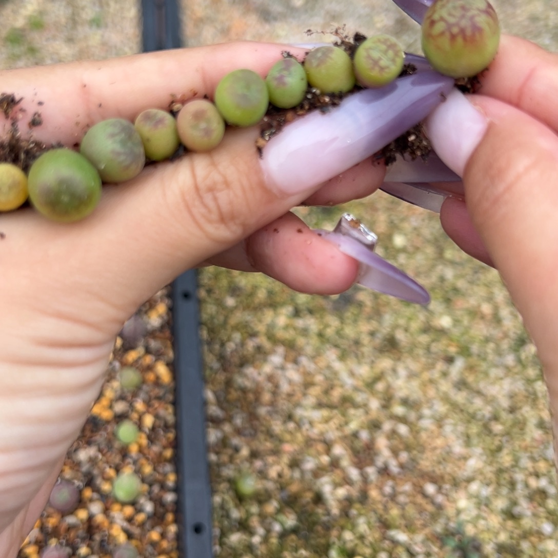 茶***手200十棵烟台 多肉植物