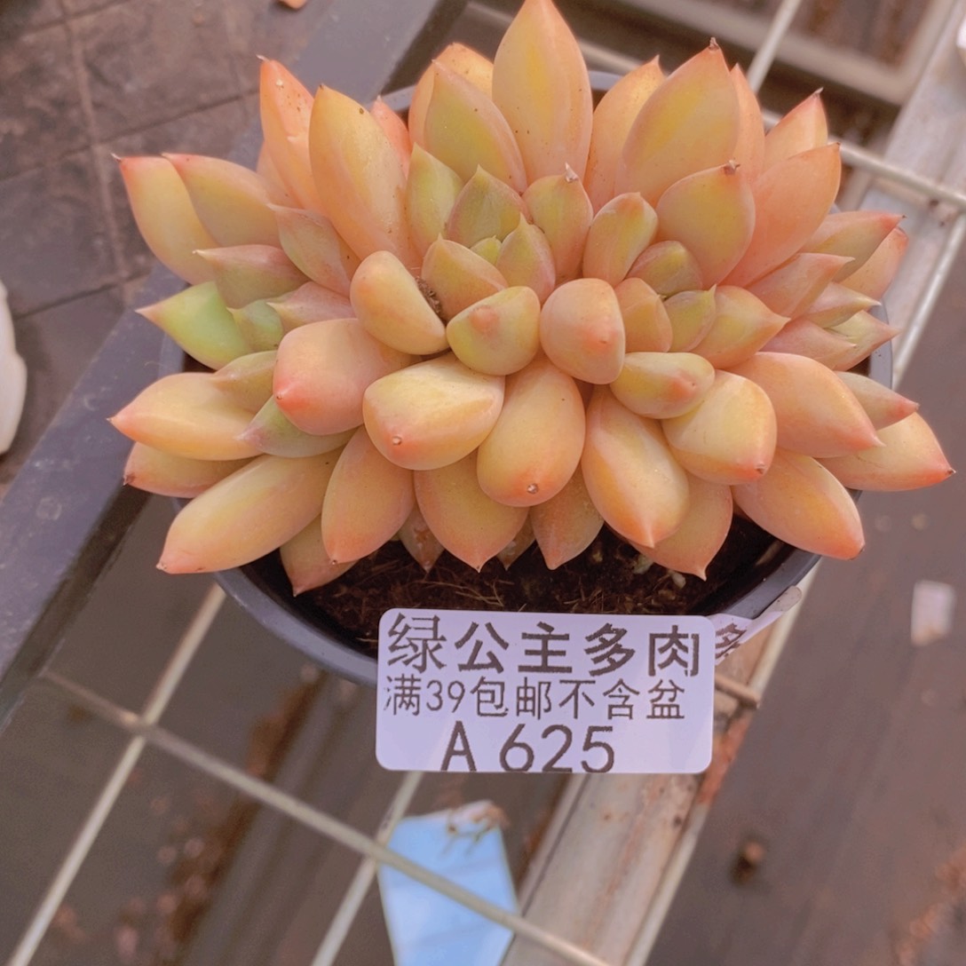 象牙奶8cm625多肉植物