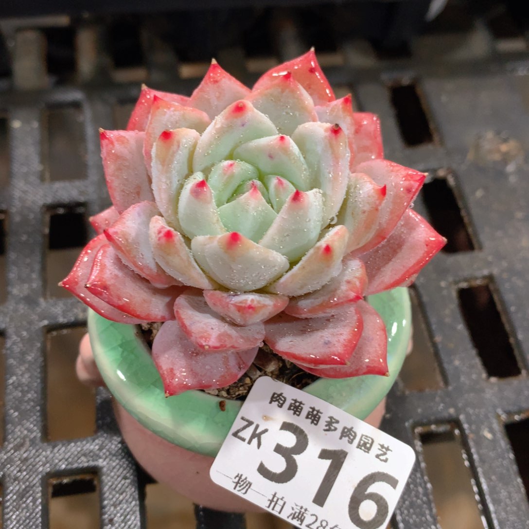 肉萌萌拇指盆精控多肉ZK316