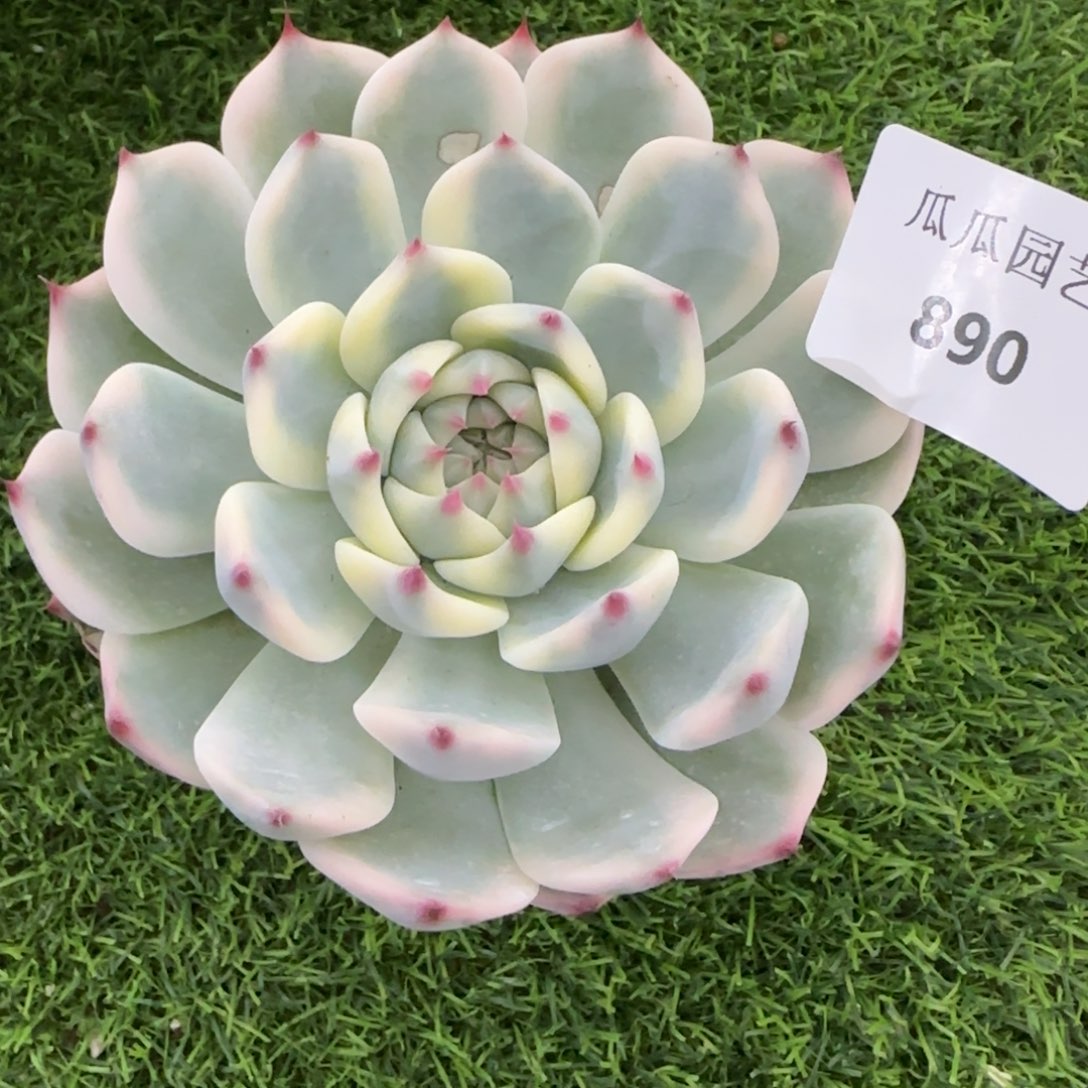 890吉娃娃锦多肉植物的