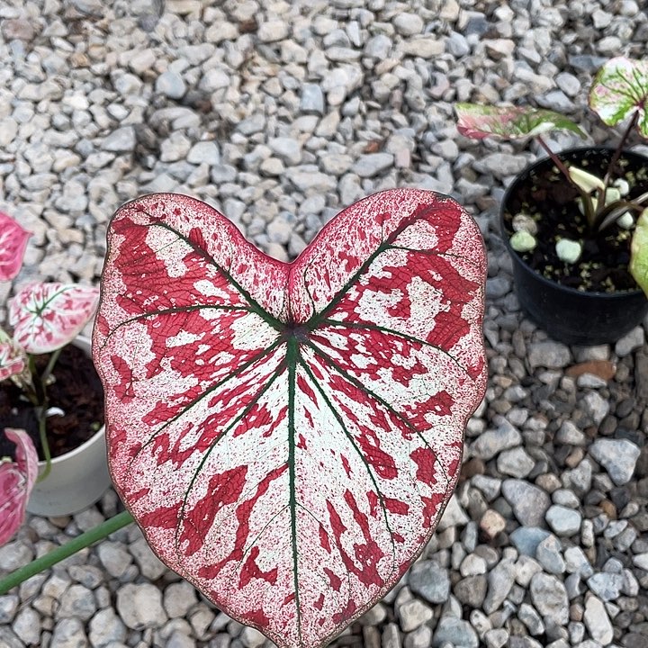 无花朵猩红玛丽养定