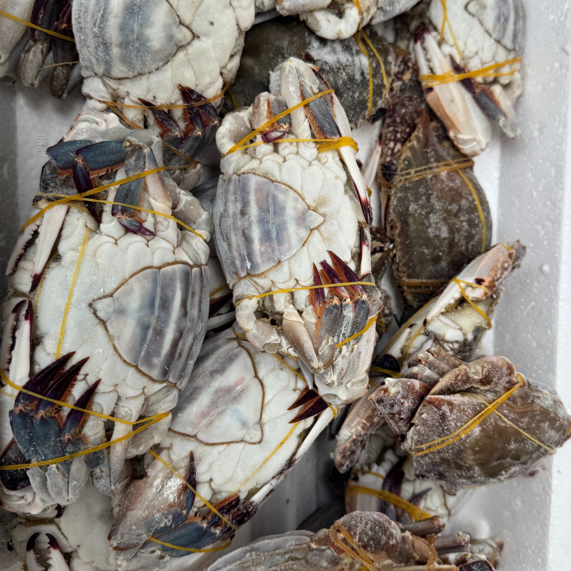 舟山海捕梭子蟹 肉母蟹 净重3两左右【冻蟹】顺丰冷链发货