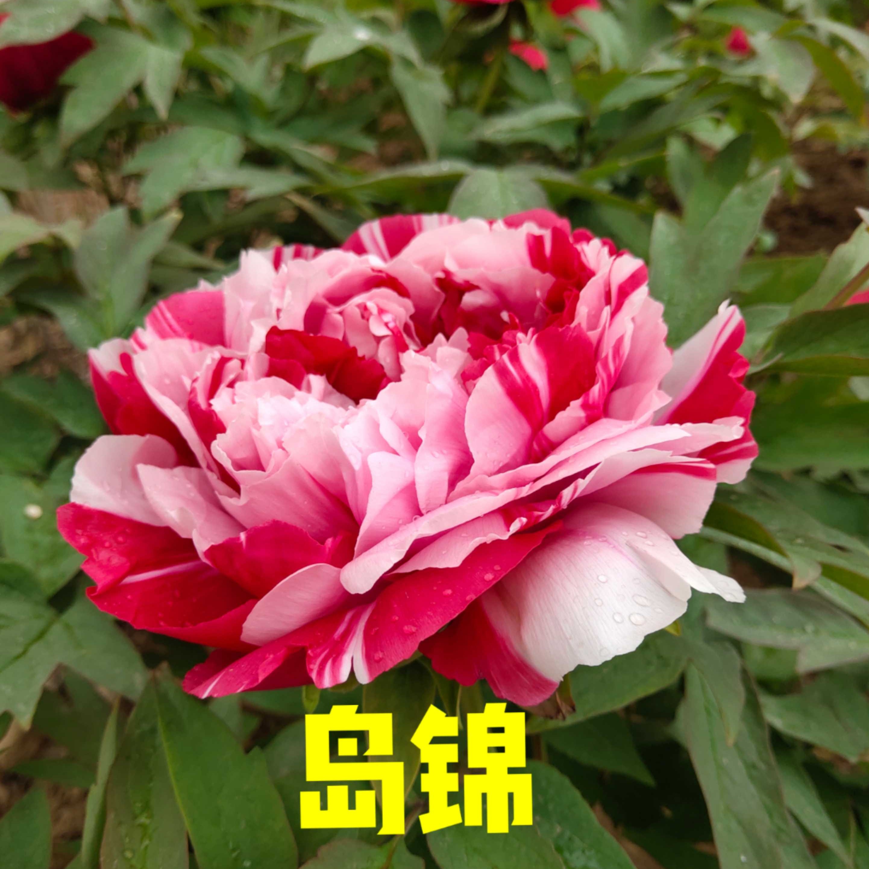 牡丹《岛锦》双色大花下单先发资料秋季发货