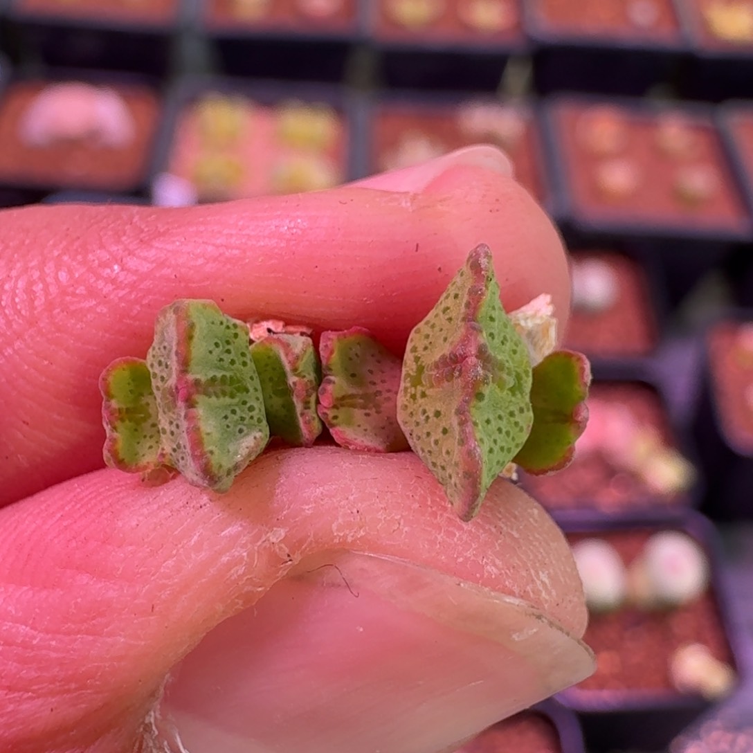 云缦精品番杏7.81红线元宝杂交