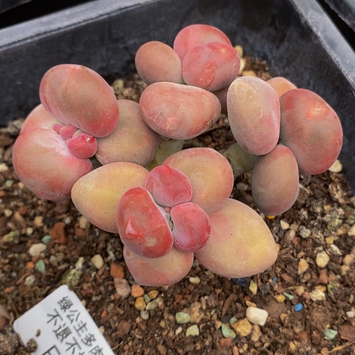 212 二代芒果奶KK奶酪6 厘米