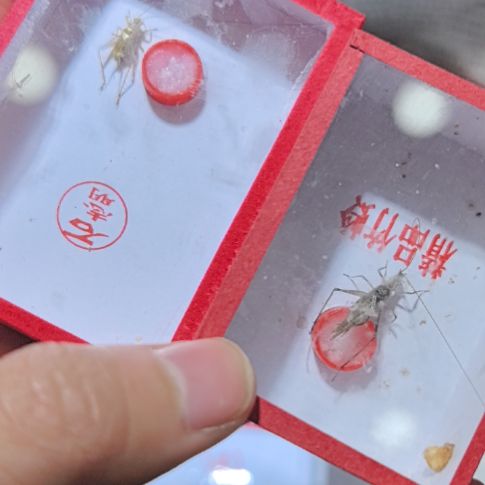 石大黄一条全品赠送一条长白山黑紫