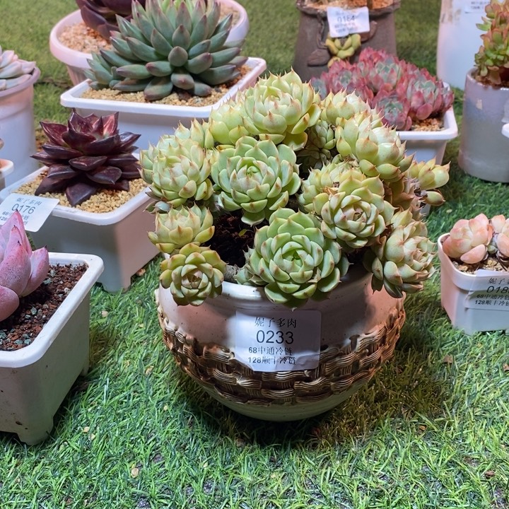 幼***言0233啊啊啊啊啊啊啊啊啊啊