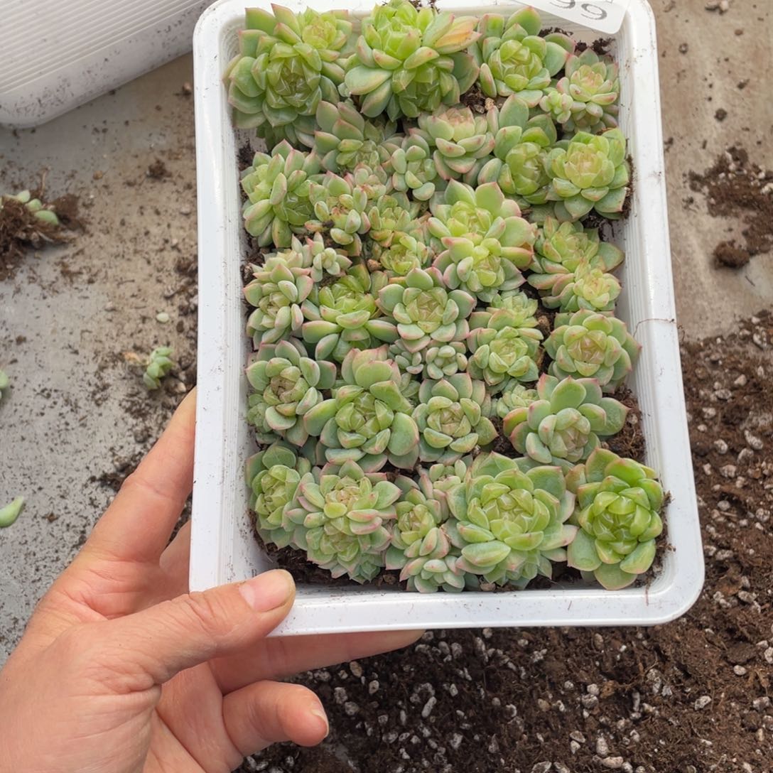 二***赵糕大上多肉植物199