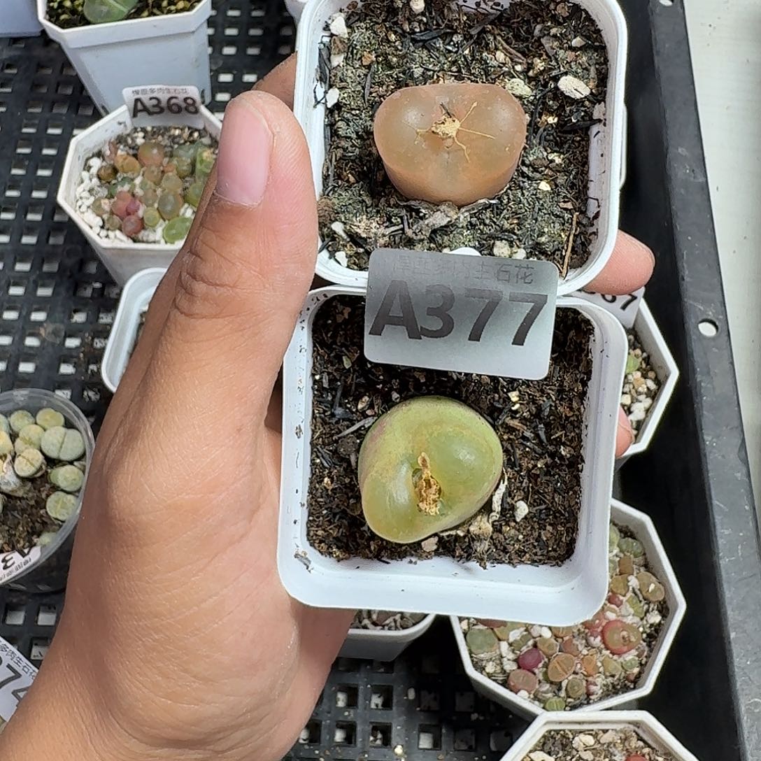 377多肉植物多肉植物