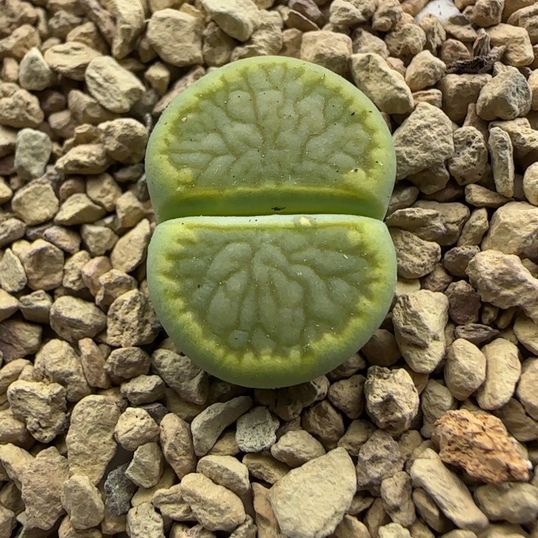 703 生石花大棚直播