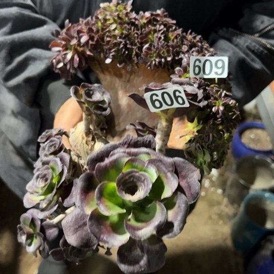 冰***歌两颗法师没根 609 606